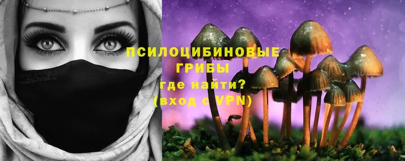 как найти   Барабинск  Галлюциногенные грибы Psilocybe 